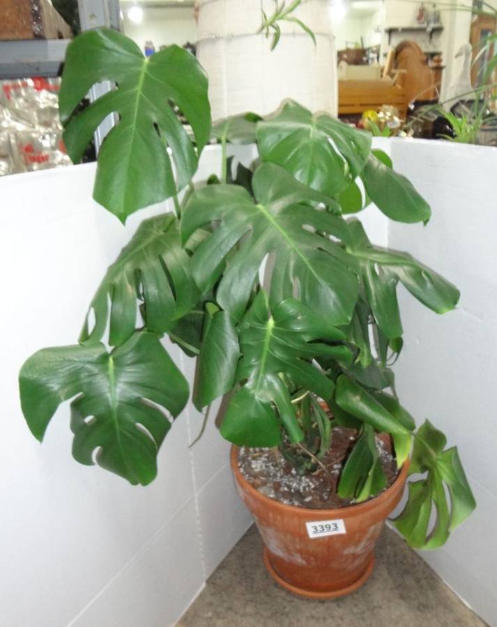 Monstera Deliciosa Tropical Plant, 12" Pot, Good Condition Auction | 1BID